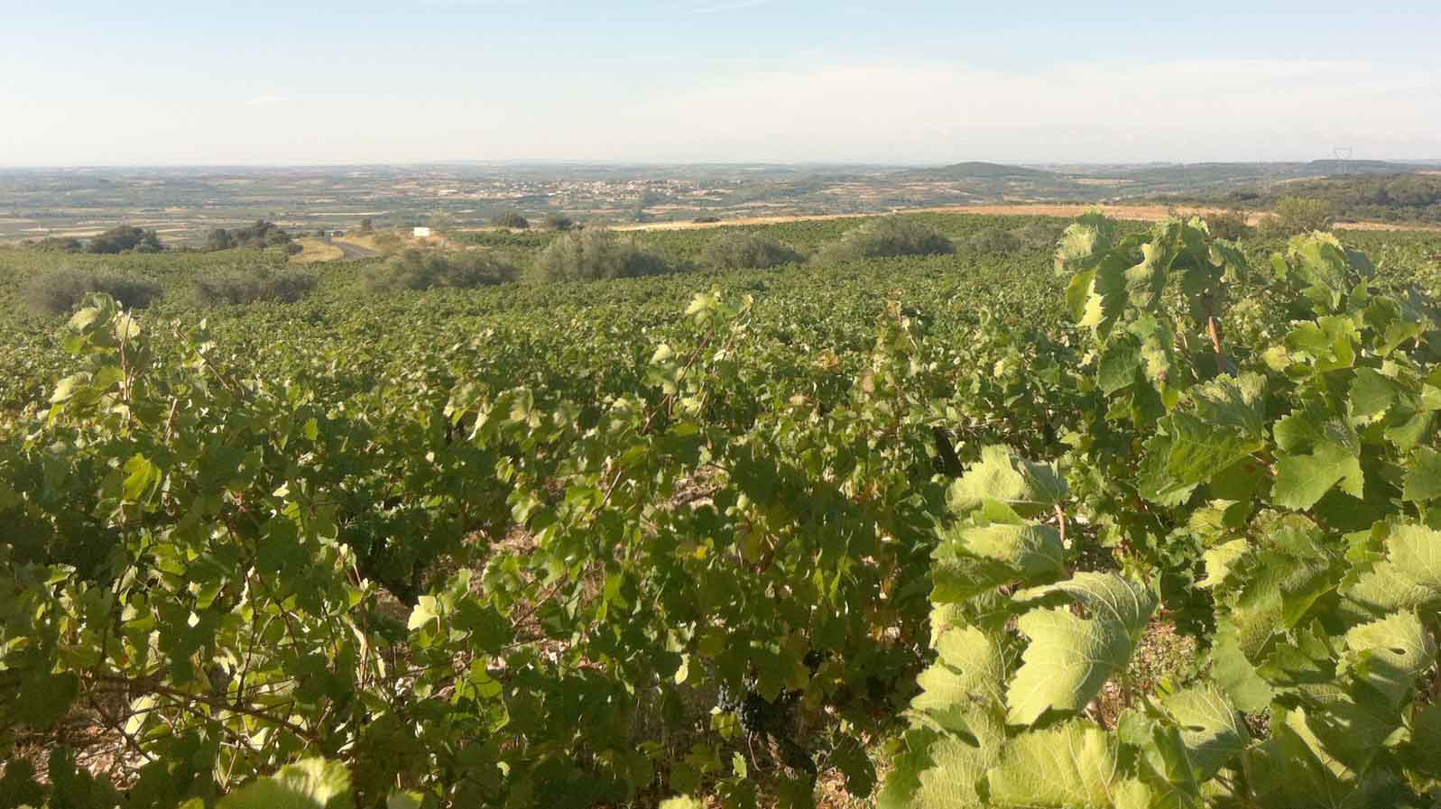 De magie van wijnboer Magali, meesterblendster uit de Languedoc